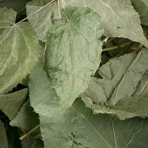 국산 강원도횡성 삼지구엽초(음양곽) 600g 차 주 효능 한약재 약초, 12WE_국산 삼지구엽초(음양곽) 600g, 상세페이지 참고