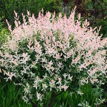 셀릭스 묘목 (화이트핑크 샐릭스) 삽2년생 2개 / 무늬버들 연분홍꽃 정원이나 화분에 FG100-1