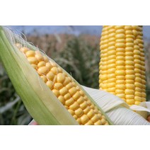 공유가치 초당옥수수 특상품 생옥수수 여름과일 제철과일 마약옥수수 옥수수다이어트 노랑옥수수, 15개