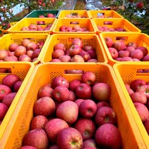 [달농]햇 부사 사과 경북 가정용 흠집 꿀사과, 부사사과 10kg 한입과(55-63과내외)