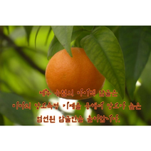 썬포레 타이벡 조생귤 5kg, 타이백조생귤 특등급L