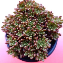 소인제 붉은색 무늬가 선명해지고 있는 다육 식물1-30, 단품