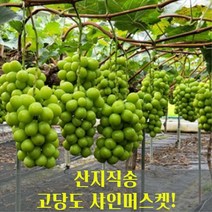 [산지직송] 고당도 샤인머스켓 망고포도 가정용 선물용 2kg 김천, 수출용 A급 샤인머스켓 2kg (3~4수)