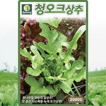 청오크 상추 씨앗 청오크 상추 씨 종자 2000립
