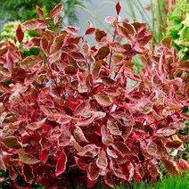 말채나무 미라클 17cm화분 독일 수입 말채나무, 1개