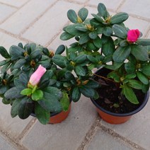 아젤리아 분홍꽃 빨강꽃 안젤레아 서양철쭉 아자리아 인테리어식물 실내식물 풀잎이야기, 기본 플라스틱 포트