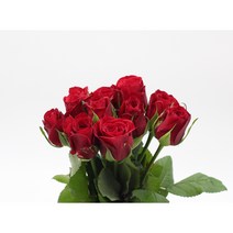 레드 장미꽃 생화택배 (고속터미널꽃시장 직배송) 꽃예꽃, 며칠 기다렸다가 꽃 입고 되는대로 발송, 월요일 구매시 (수~목요일 도착), 1개