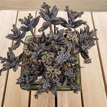 천손초 키우기 쉬운 다육 랜덤발송 분포함1-90, 단품