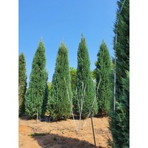 블루엔젤 조경수 0.5~1m 가로수 울타리경게목 독립수 화분조경 및 전원주택 아파트 조경 식재가능