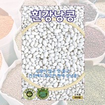 흰강낭콩씨 100립 콩씨 씨앗 대장 KS종묘, 1개