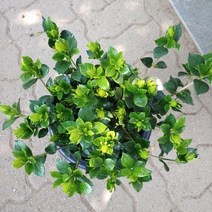 [성심] 재입고 꽃치자(대)159