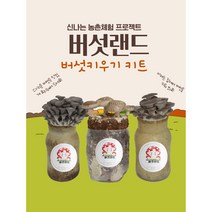 버섯랜드 2개 1세트 버섯기르기 1+1 고기느타리 느타리 표고 버섯키우기 키트 버섯배지 유치원 교육용 취미생활, 고기+고기