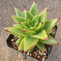 [수암다육] 복덩이 랜덤발송 Echeveria agavoides sp. 랜덤발송 다육 다육이 다육식물 171