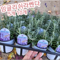 잉글리쉬라벤다 5개 10개/추위에도 강하며 정원에 생동감있는 색상과 향기~, 10개