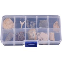 10pcs 고생물학 화석 삼엽충 호박색 화석 과학 교재 삼엽충 화석 호박색 거친 돌 장식, 보여진 바와 같이, 2.5x2.5cm