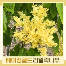라일락나무 묘목 베이징골드(북경라일락) 접목1년생 뿌리묘 2개