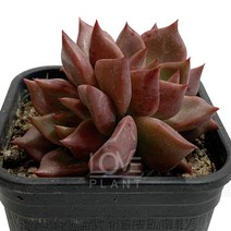 아도르-에케베리아/매혹의창/두툼한잎/반려식물, 1개