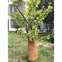 나무보온재 겨울 보호대 20EA 화분감싸기 과수 보호 다용도, 폭 60x 길이 10cm 20장