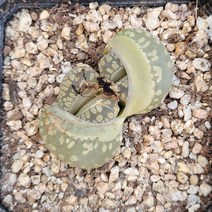 꽃다리 오체니아 56 다육식물 리톱스 아이만배송, 1개