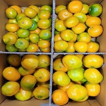 [10/5예약판매] 새콤달콤 맛있는 유라조생 고당도 노지감귤 특상품 10kg, 특상품10kg내외, 1개