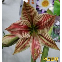 아마릴리스 구근(이그조틱)