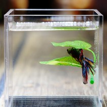 어항 수족관 장식 악세사리 인공 수초 Betta-물고기 휴식 수족관 잎 식물 장식 산란 관상용 Betta 물고기