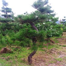 묘목/해송 (흑송) ( H1.5m )1주 W380