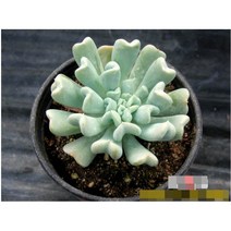다육식물/선인장 특엽옥접 화분모종 3개 (L0388)