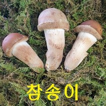 인생버섯 곡성 참송이버섯 500g/1kg (2시전주문 내일도착/국내산 친환경 산지직송), 1박스, 1등급 1kg
