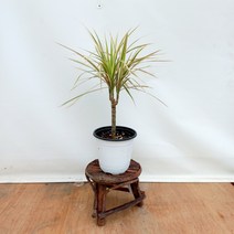 드라세나 마지나타 바이칼라, 1개