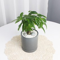 파키라 모던실버 원형화분 11x12사이즈 집에서키우기쉬운 공기정화식물 사기 빈화분