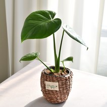 실내공기정화식물 율마 아레카야자 스킨답서스 산세베리아 테이블야자 유칼립투스 이레카야자 페페 스투키 몬스테라, 27.몬스테라, 1개