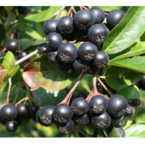 (성실G)아로니아(블랙초크베리)묘목 삽목3년 5그루