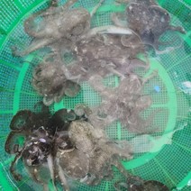 활 쭈꾸미 1kg 기력보충 샤브샤브 쭈꾸미냉채