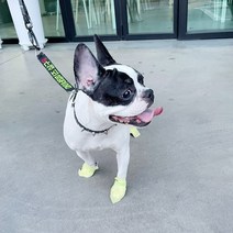 [댕댕슈즈일회용] 강아지 일회용 신발 애견용품 산책 1달세트(112매) 댕댕집사 개뿐슈즈, 초소형(  ~2kg)(1달 세트)