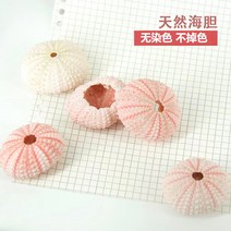 조개껍질 자연 성게 껍질 조가비 Tillandsia 화분 Coquillage 분재 지중해 조개 공예 홈 장식, C.C
