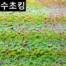 [수초킹] 키우기 쉬운 초보수초 만강홍 (부상수초) / 수초맛집, 약 30잎