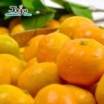 올탑농원 제주직송 하우스감귤 8kg(대과/쥬스용), 1개