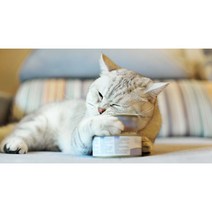 고양이 습식사료 네슬레 퓨리나 팬시피스트 캔(85g), 연어 12캔