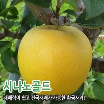 사과나무 시나노골드 홍로 부사 아리수 묘목, 아리수(이중접목)