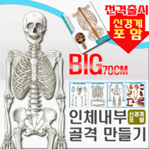 [아임사이언스]인체내부골격만들기(신경계포함)(5인용)