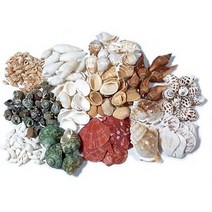 조개껍질 ( 500g ) 조개껍데기 16가지종류 단품 혼합 천연 자연, 조개껍질 17 ( 혼합 )
