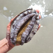 완도활전복 산지직송 참전복 1kg 특대 꼬마 이바지 선물용, kg 특특대전복 7미, 1개