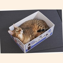 길고양이 박스집 급식소 박스스크래쳐 고양이혼자놀기 고양이키우는법 개냥이