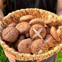 국산 참나무표고버섯 무농약 장흥 생표고버섯 1kg 가정용특품, 1개