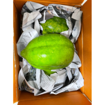 생 그린파파야 쏨땀 짜조 솜땀 베트남채소 아시아채소 샐러드 태국음식 생파파야 솜탐재료, 3kg내외, 1개