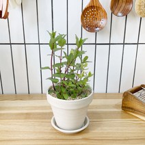 1+1 페퍼민트 키친허브 화분 세트 타임 바질 로즈마리 베란다 텃밭 허브 키우기, H10.페퍼민트, H22.캣닢
