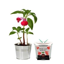 [풀물정원] 그로우캔 실내 식물키우기 - 봉선화 키우기