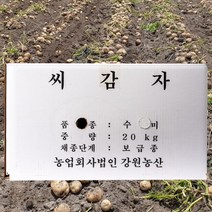 강원농산 정품 채종 씨감자 수미 20kg 보급종 감자씨