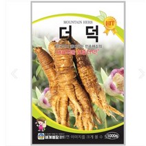 더덕 1000립 / 토종 씨앗 종자 텃밭키우기 채소키우기